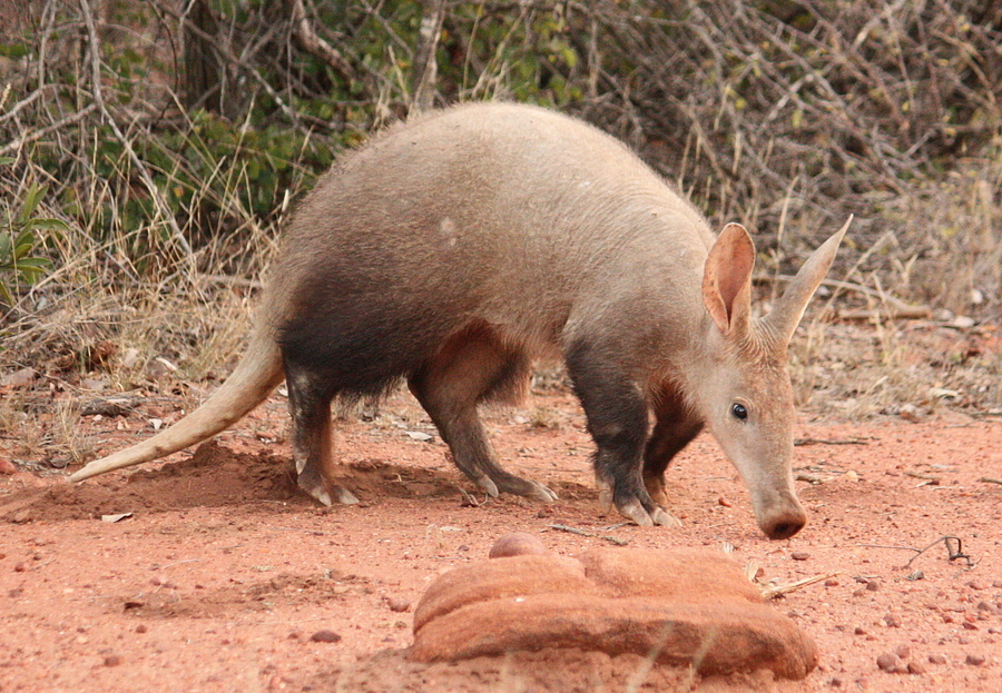 Aardvark with long snout foraging at night on African savanna