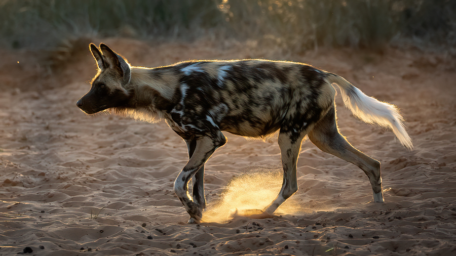 African wild dog with mottled coat in savanna
