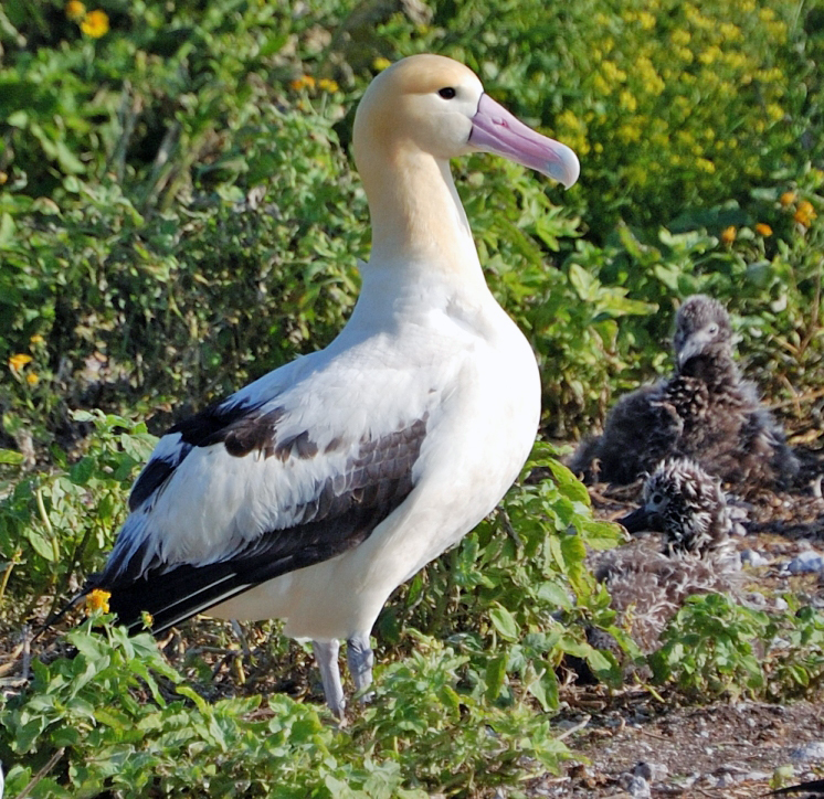 Wandering albatross gliding over ocean