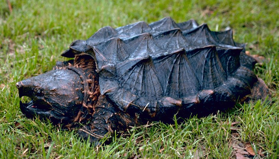 Alligator snapping turtle with ridged shell and hooked beak resting on a muddy riverbed