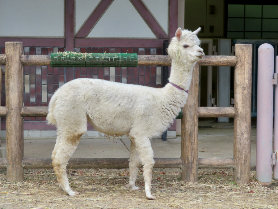 Alpaca with thick fleece grazing in a green field