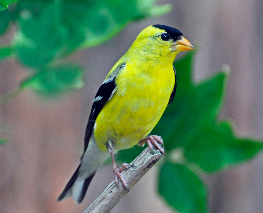 Breeding male American goldfinch with lemon-yellow body and black forehead on a thistle head