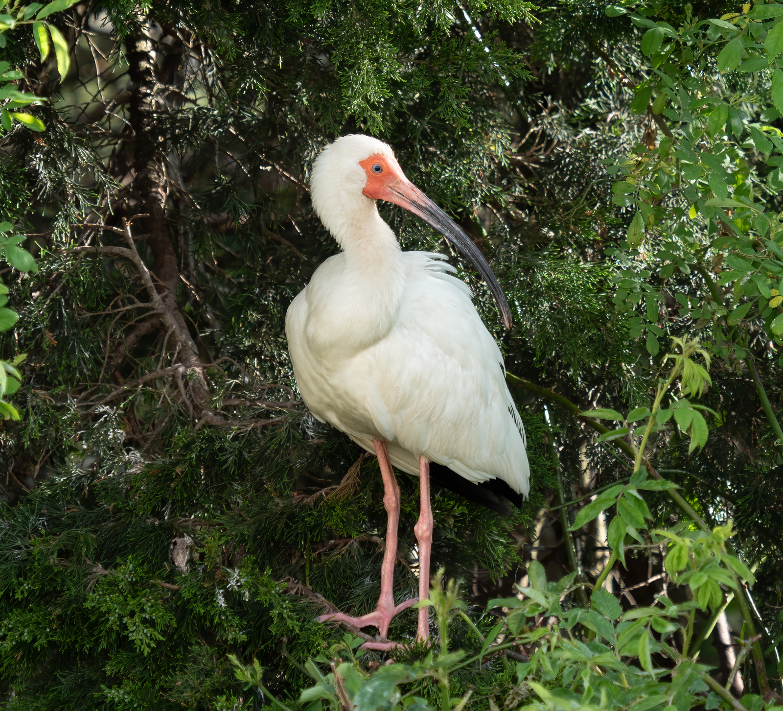 American white ibis probing wet lawn with curved red bill and black-tipped wings folded