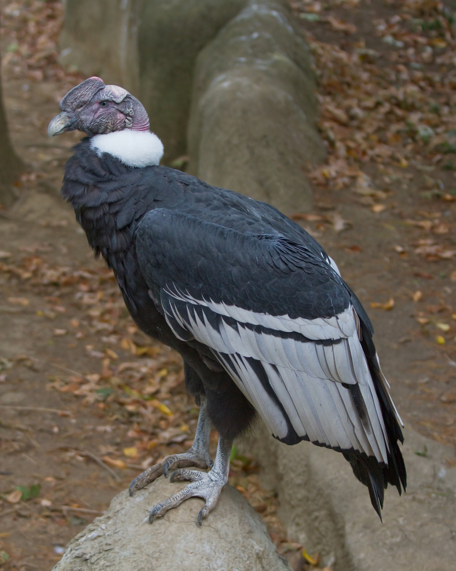 Male Andean condor with black plumage, white neck ruff, and fleshy head comb on a cliff ledge