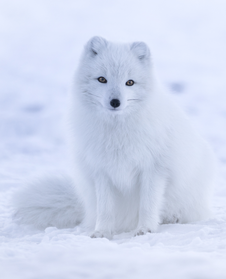 Arctic fox in thick white winter coat sitting on snow-covered tundra