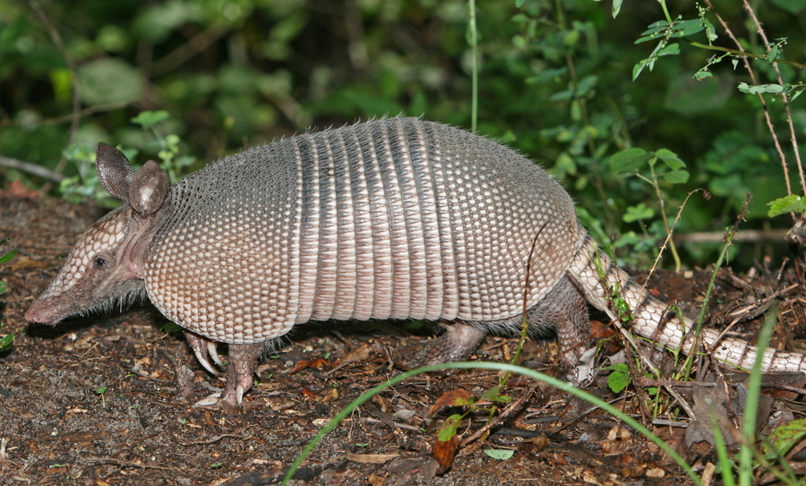Nine-banded armadillo with armoured bands foraging on grass