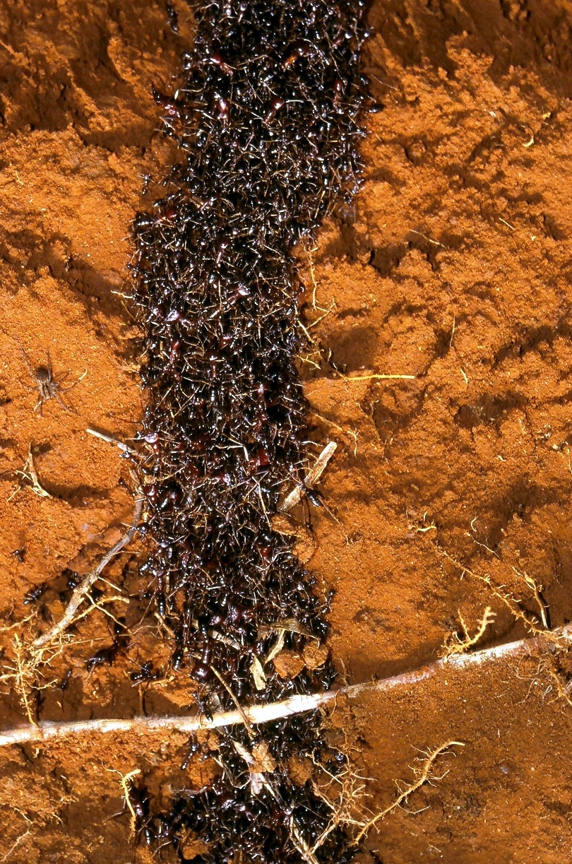 Army ant swarm of Eciton workers cascading over leaf litter in a rainforest raid