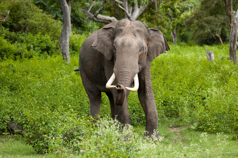 Asian elephant with smaller ears walking through tropical forest
