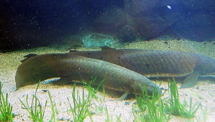 Australian lungfish with dark scales and paddle tail swimming in murky Queensland river