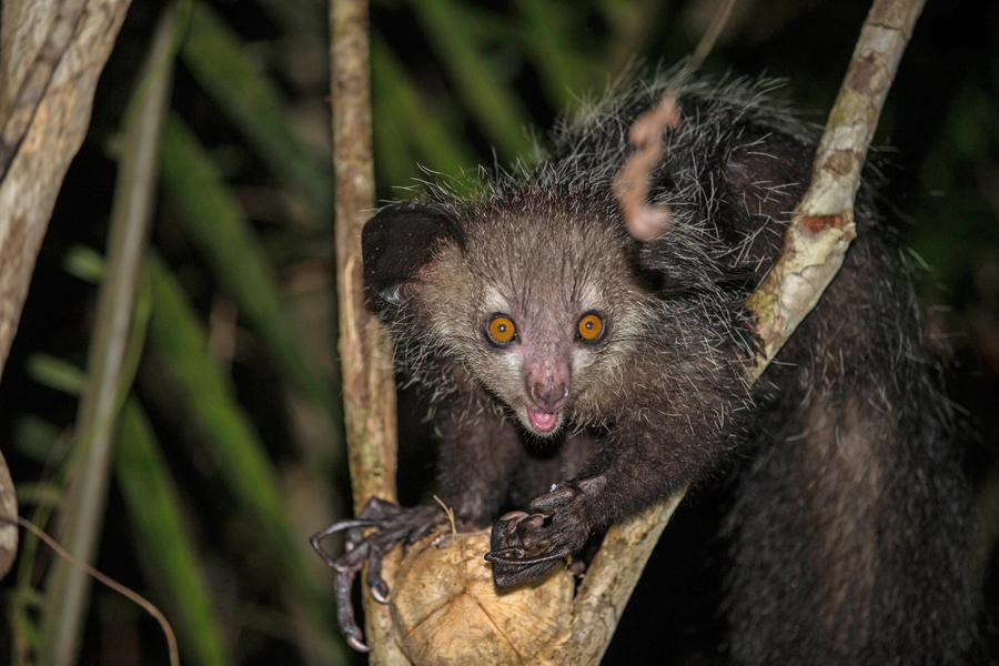 Aye-aye with large eyes and elongated finger