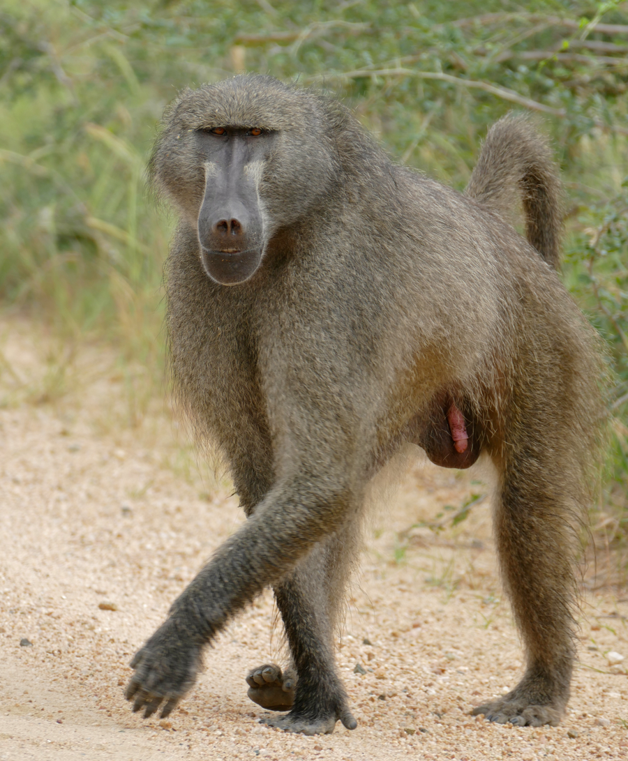 Olive baboon troop on savanna