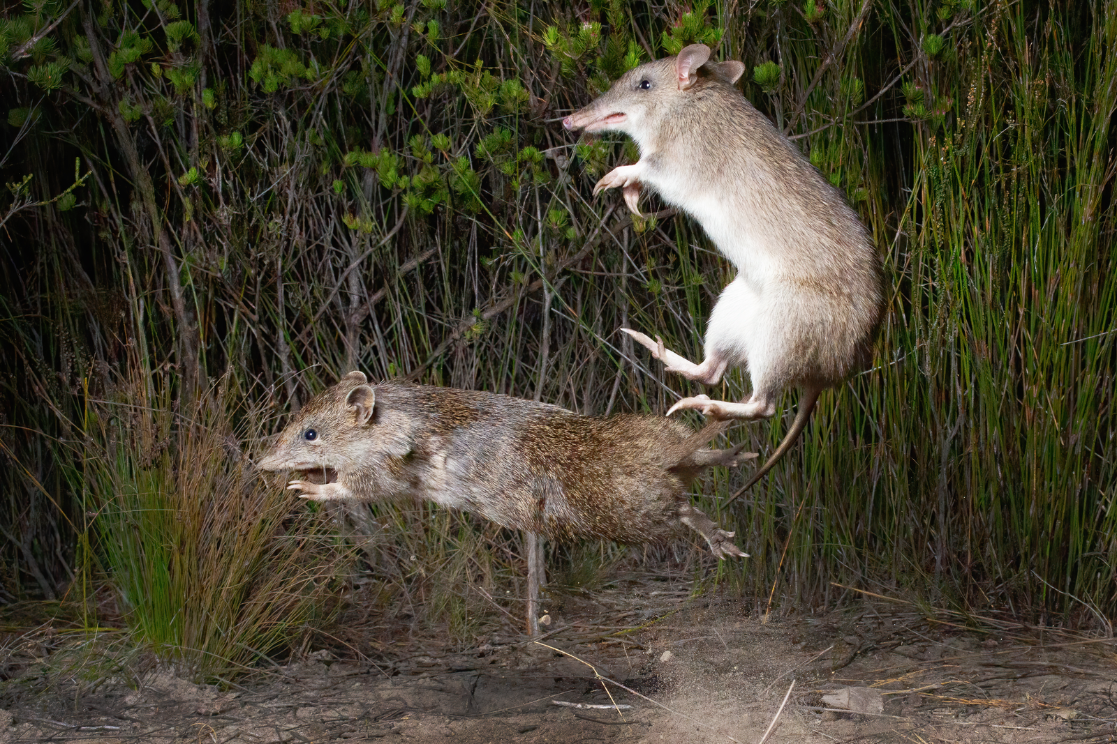 Long-nosed bandicoot digging at night with pointed snout and mottled brown hindquarters