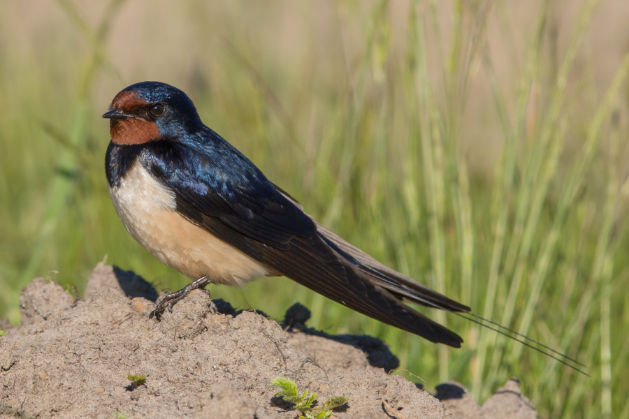 Barn swallow in flight showing deeply forked tail streamers and rufous throat