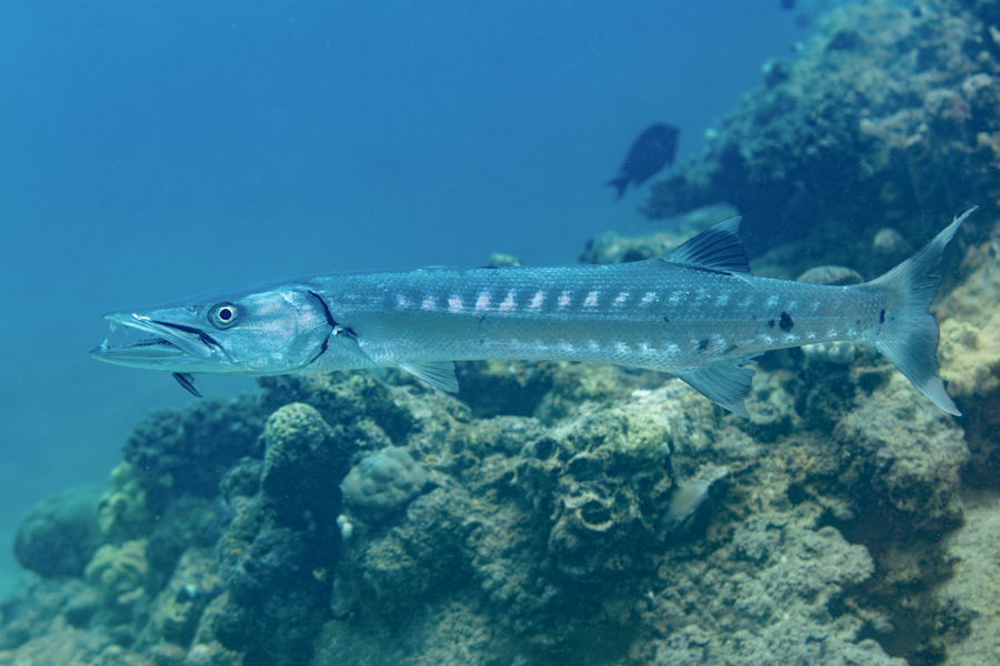 Great barracuda with silver body and underbite hovering over a coral reef ledge