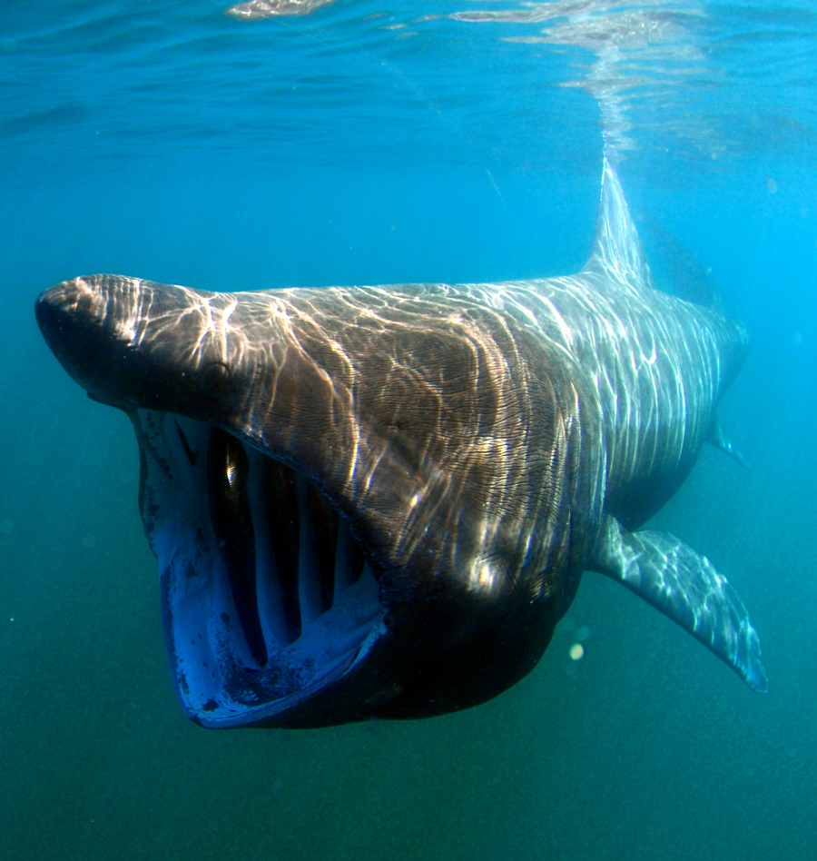 Basking shark with cavernous open mouth filtering near the surface of a green coastal sea