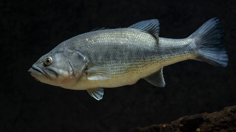 Largemouth bass with open mouth near lily pads