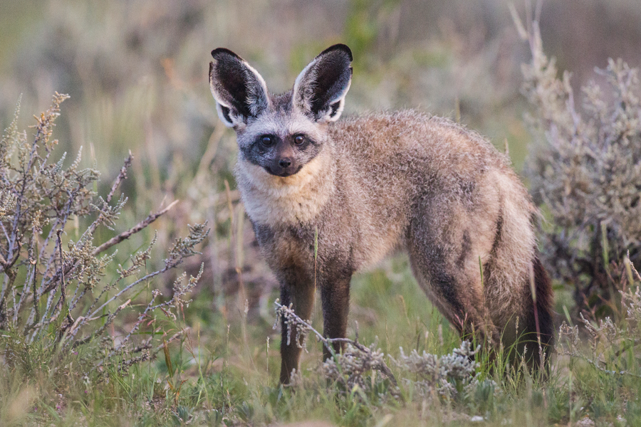 Bat-eared fox with oversized ears cocked forward on short arid grassland