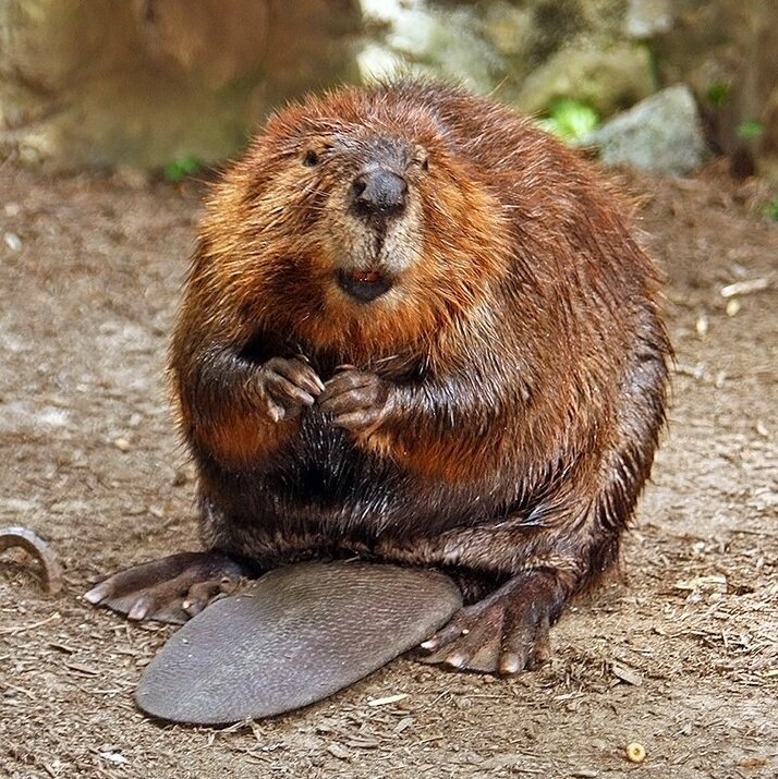 North American beaver swimming with stick in mouth near a dam