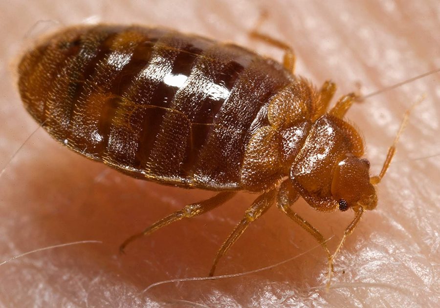 Bed bug on mattress seam beside a penny for scale