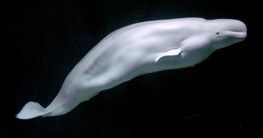 White beluga whale swimming in Arctic water