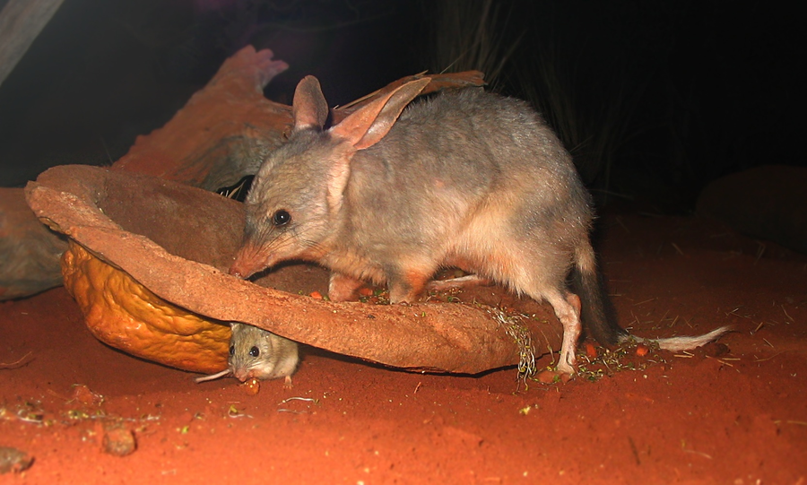 Greater bilby with long pinkish ears and pointed snout emerging from red desert sand
