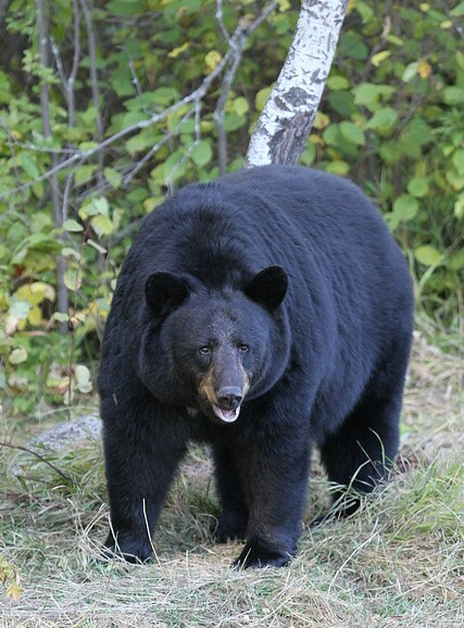 American black bear foraging in a deciduous forest