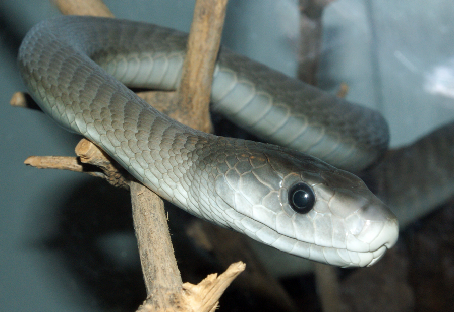 Black mamba with mouth open showing dark interior in savanna habitat