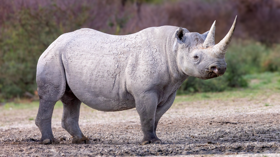 Black rhinoceros with hooked lip browsing on acacia scrub