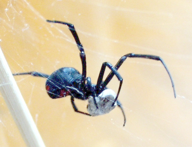 Female black widow hanging upside-down in a cobweb showing red hourglass on abdomen