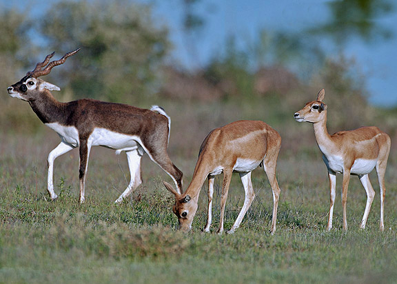 Blackbuck ram with long spiral horns and dark coat on open Indian grassland