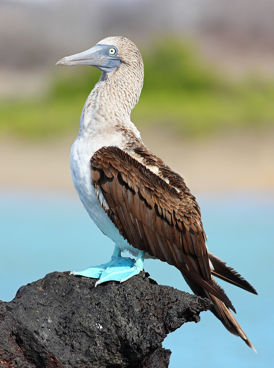 Blue-footed booby lifting bright turquoise feet in a courtship display on bare rock