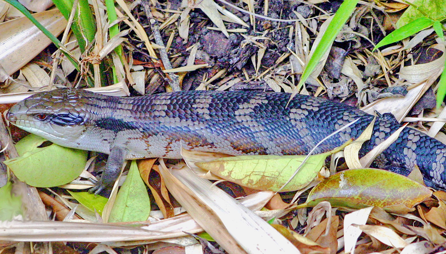 Eastern blue-tongued skink with broad blue tongue extended against brown banded flanks