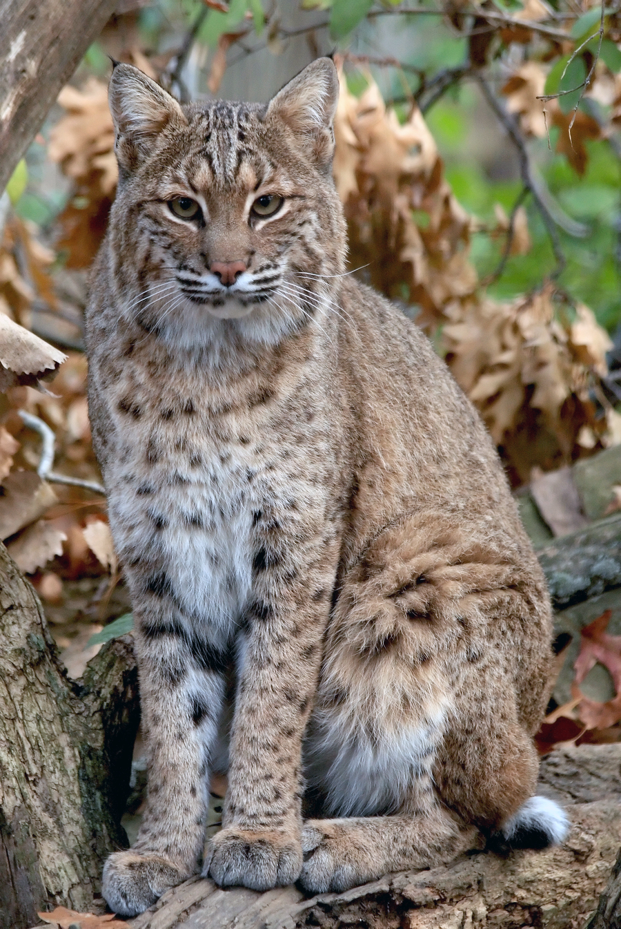 Bobcat with spotted coat pausing in woodland understory