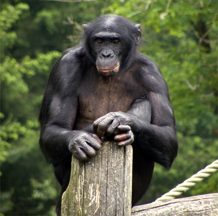 Bonobo resting in lush Congo rainforest canopy