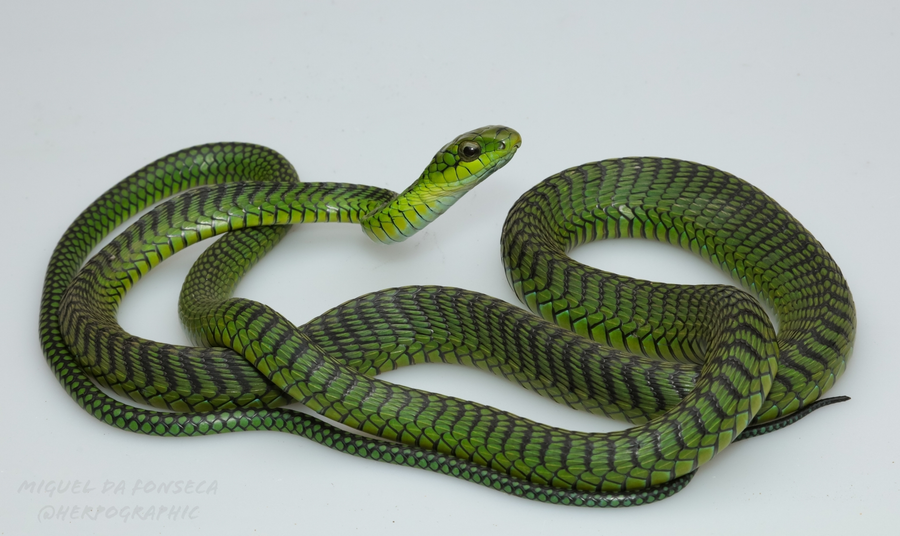 Green boomslang with oversized eyes draped along a savanna acacia branch
