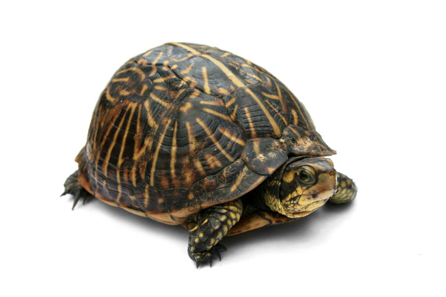 Eastern box turtle with domed shell