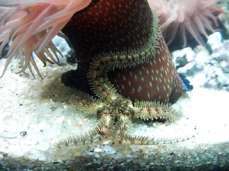 Brittle star with spiny arms raised off gravel seabed in dense aggregation