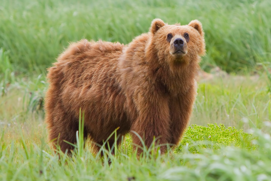 Brown bear standing in a mountain meadow with forest behind