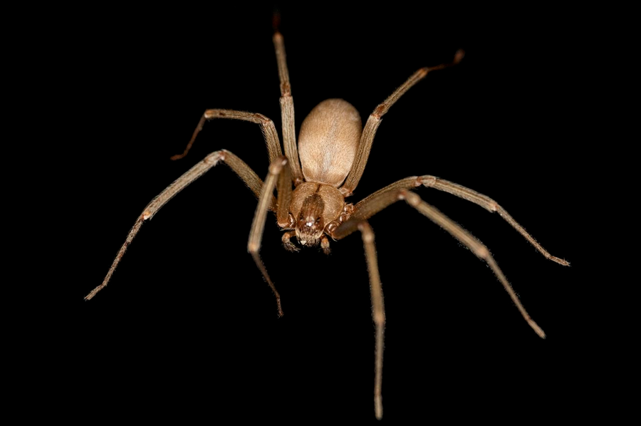 Brown recluse spider showing violin marking on cephalothorax