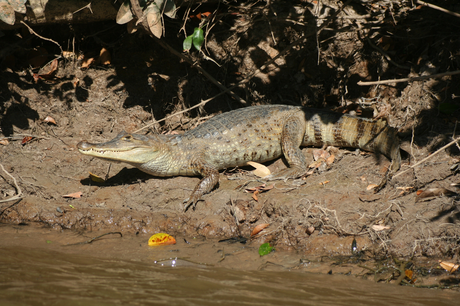 Spectacled caiman basking at the edge of an Amazon wetland