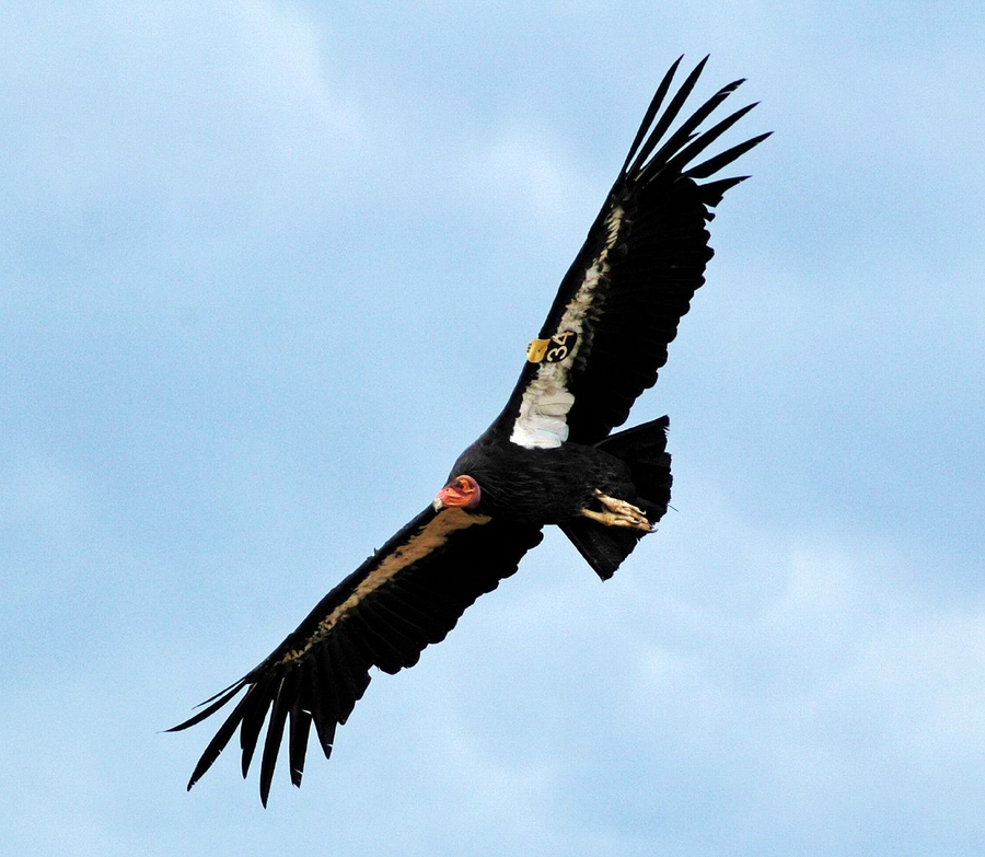 California condor soaring with white underwing triangles and numbered wing tag visible