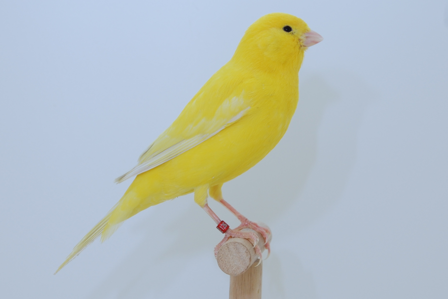 Yellow canary perched on a cage bar singing