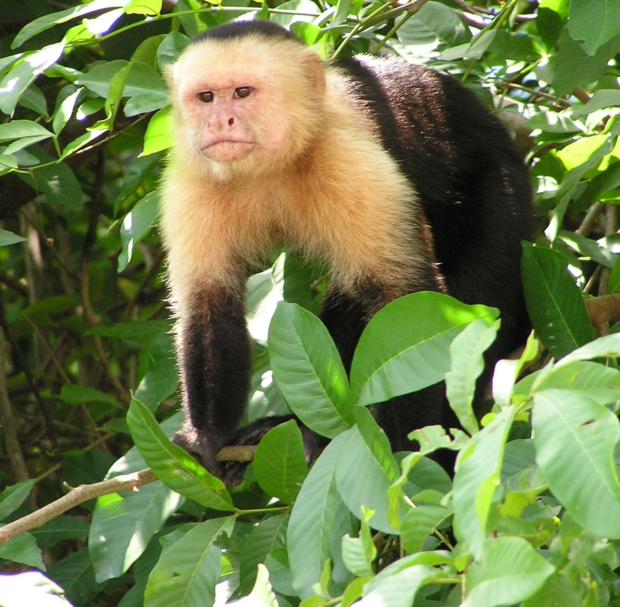 Capuchin monkey in tropical forest