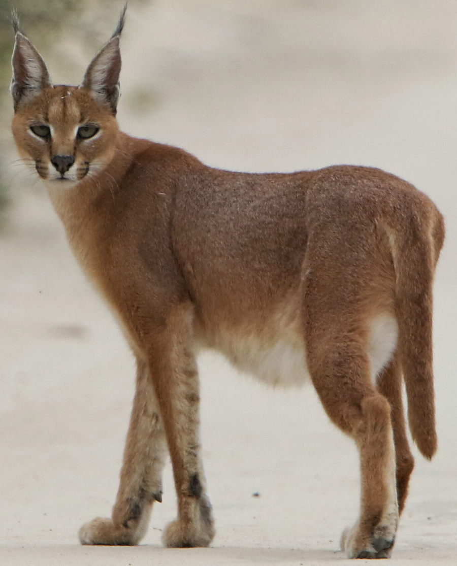 Caracal with black ear tufts crouched in dry grassland