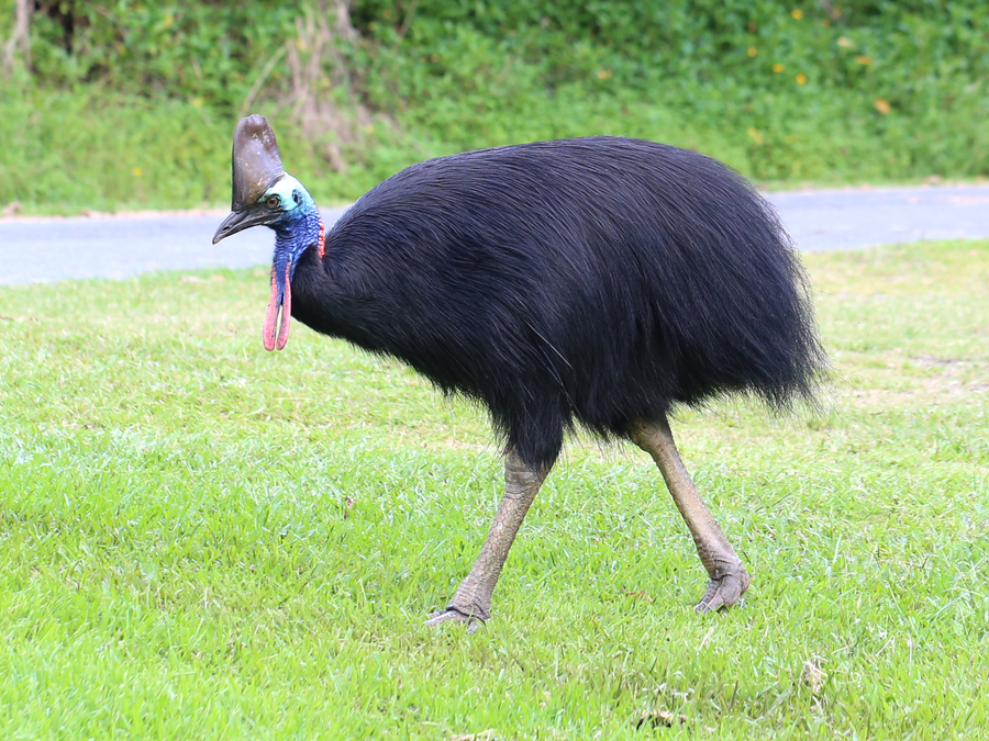 Southern cassowary with casque and blue neck