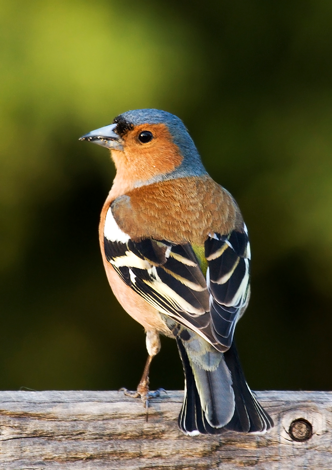 Male chaffinch perched on branch showing pink breast, blue-grey cap, and white wing bars