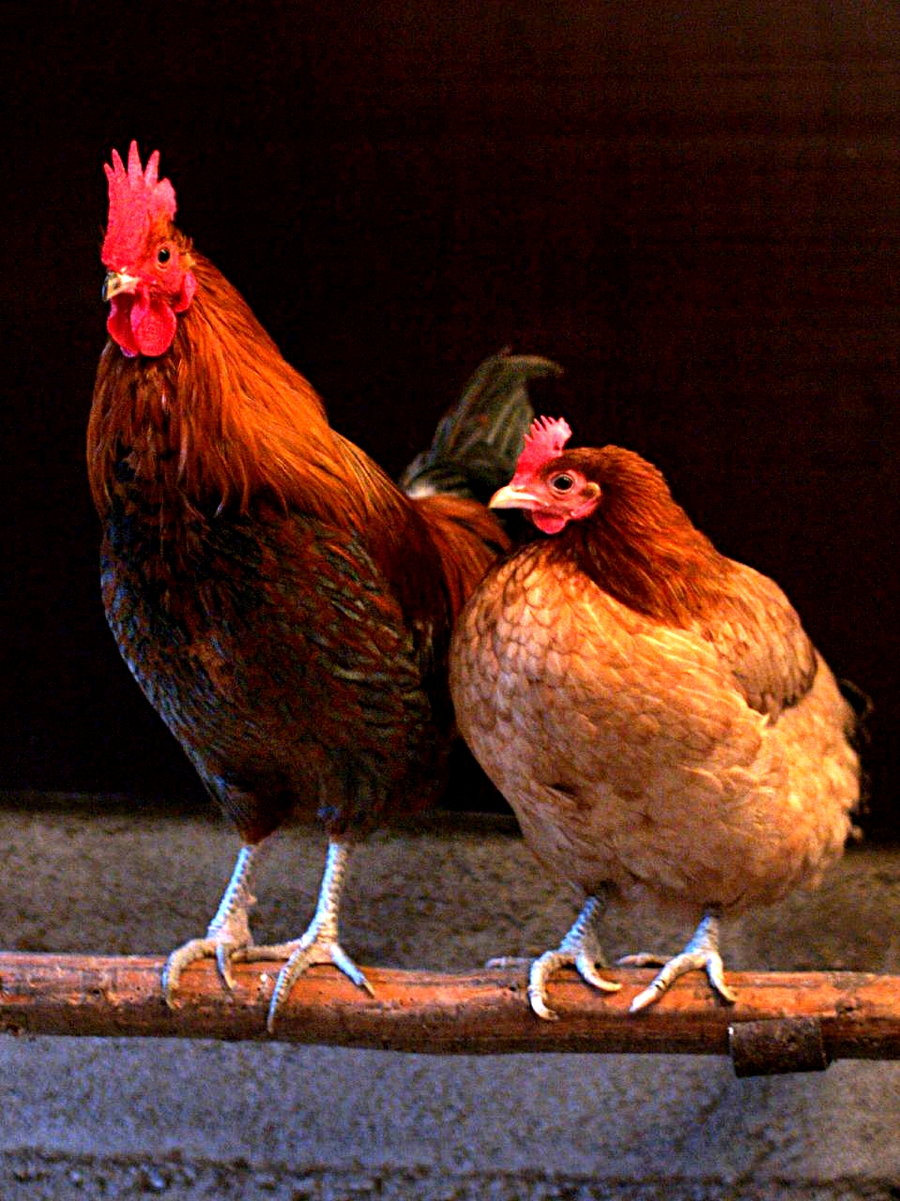 Free-range chicken foraging in farmyard