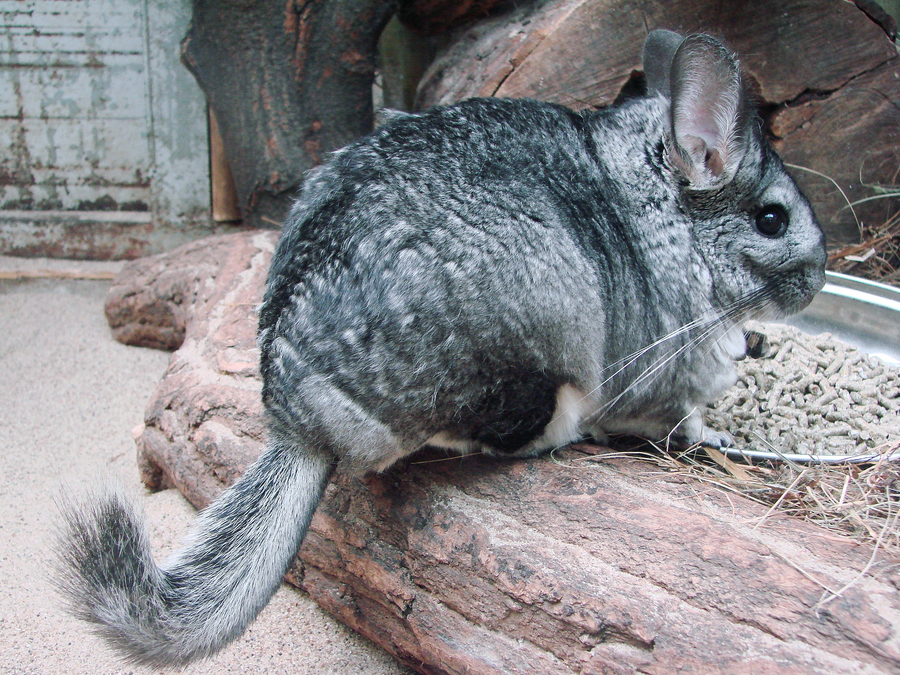 Chinchilla with dense grey fur sitting on a rock