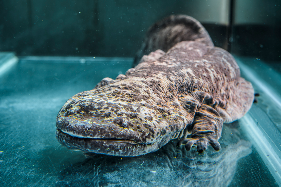 Chinese giant salamander with wrinkled brown skin resting on a rocky stream bed