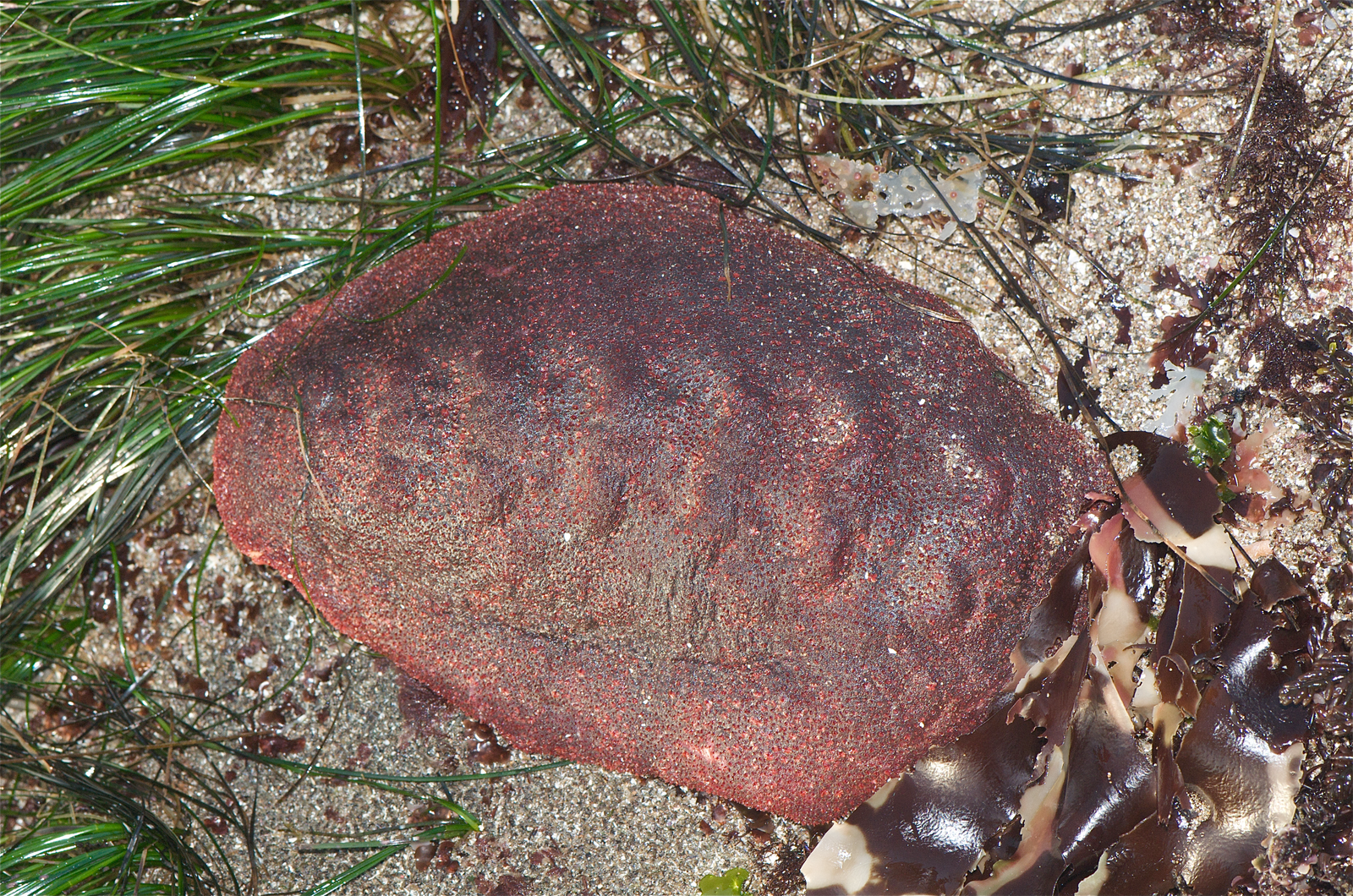Gumboot chiton on rocky tidepool with brick-red leathery mantle covering eight shell plates